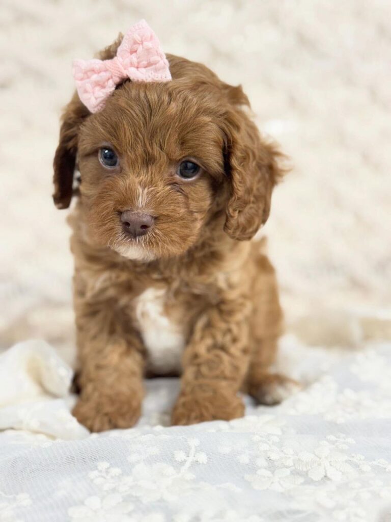 rescue cavapoo puppies near me