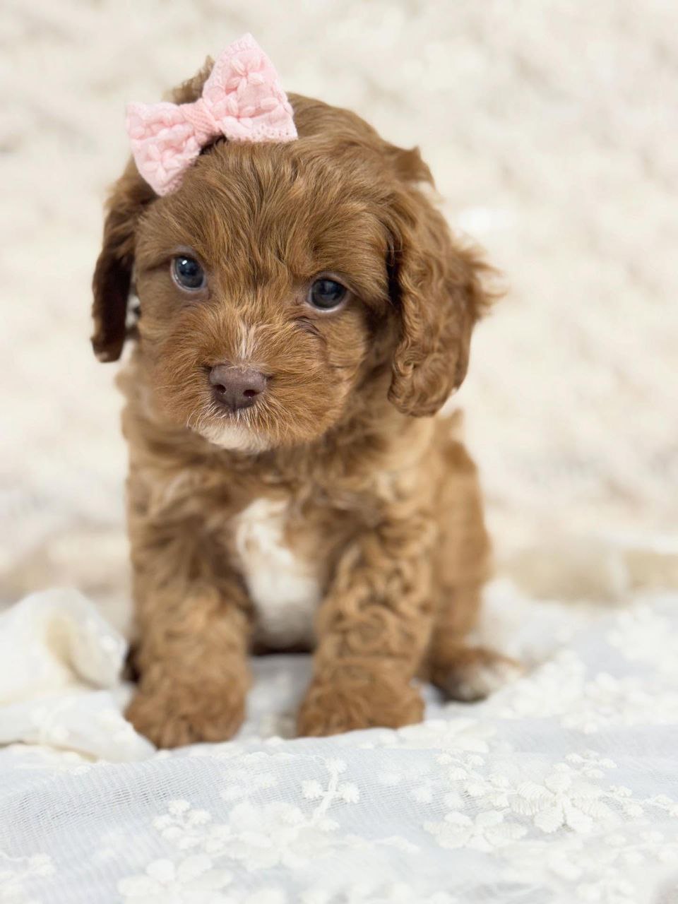 rescue cavapoo puppies near me