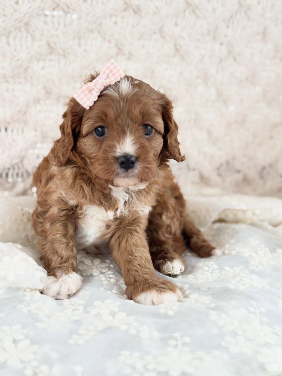 toy cavapoo puppies near me