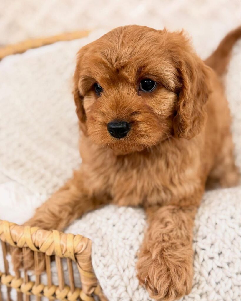 mini cavapoo puppies near me