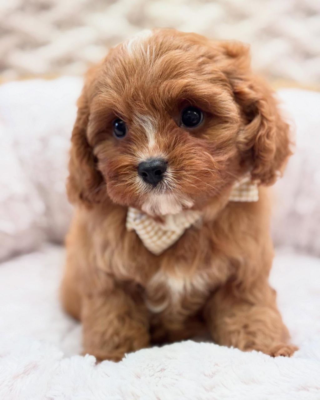 free cavapoo puppies near me