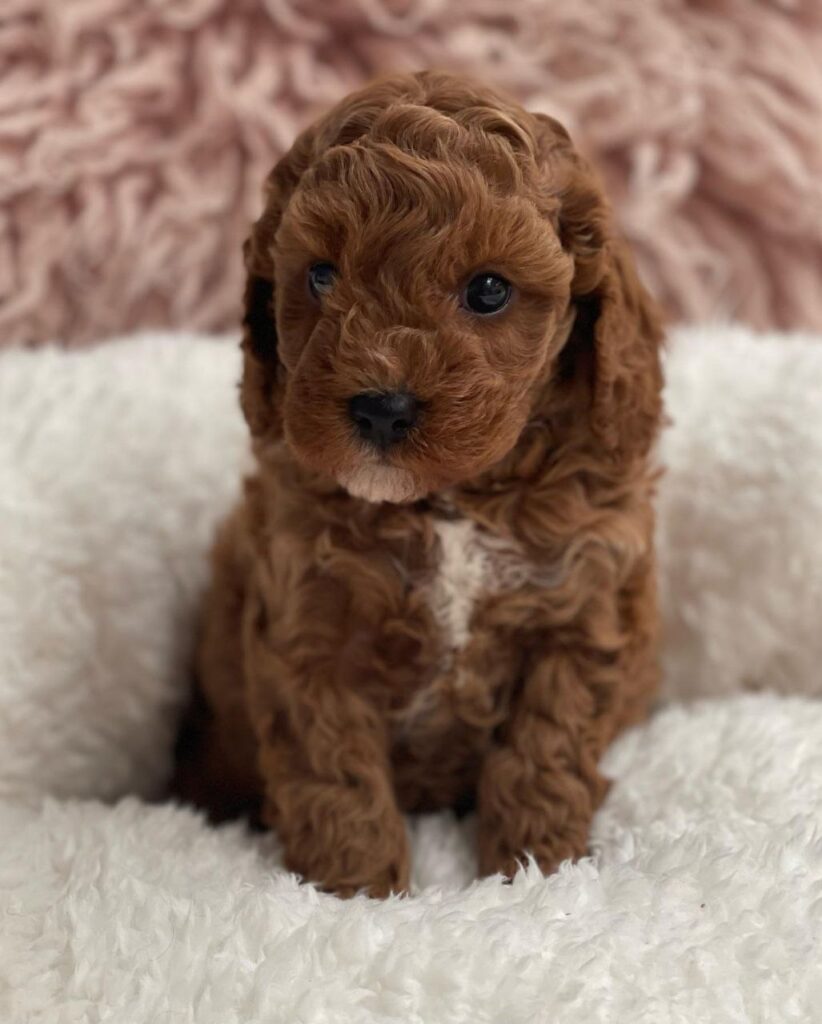 cavapoo puppies near me for sale