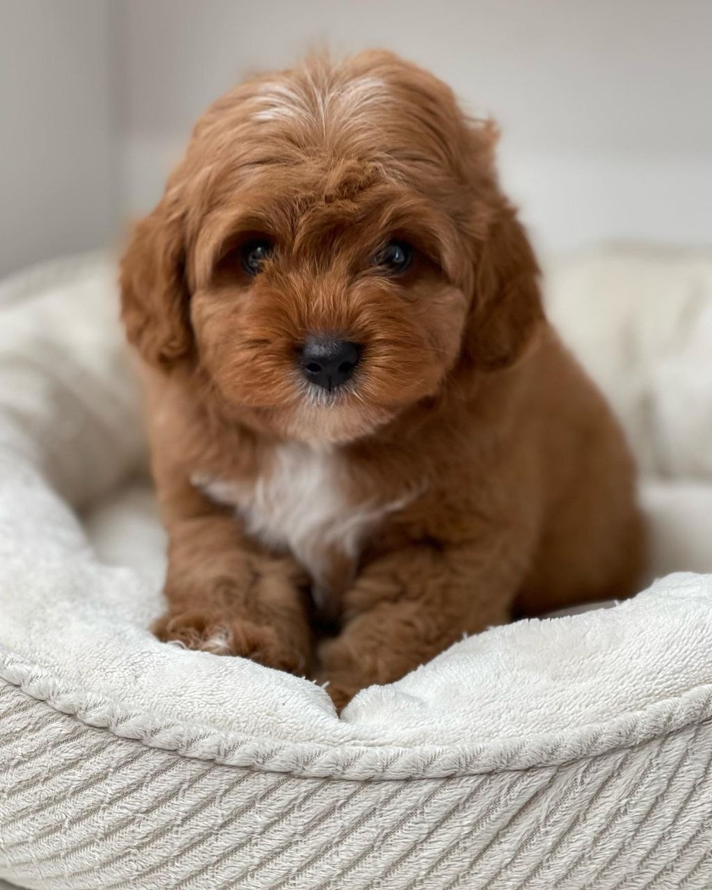 cavapoo puppies near me