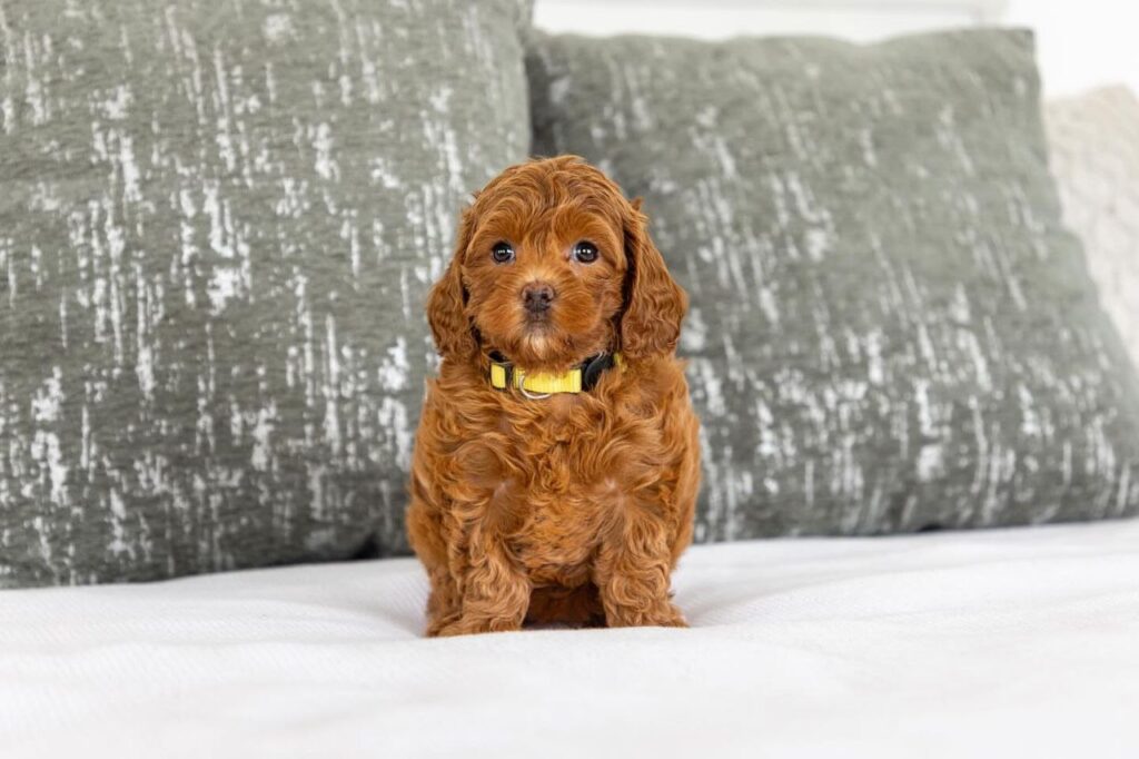 cavapoo san antonio