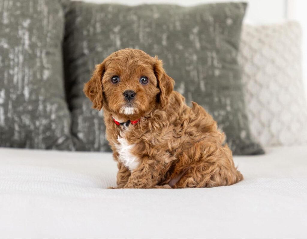 cavapoo puppies adoption