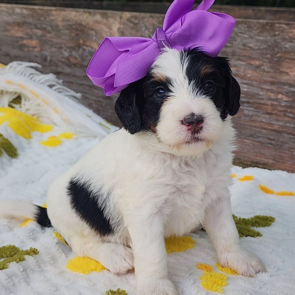 micro bernedoodle texas