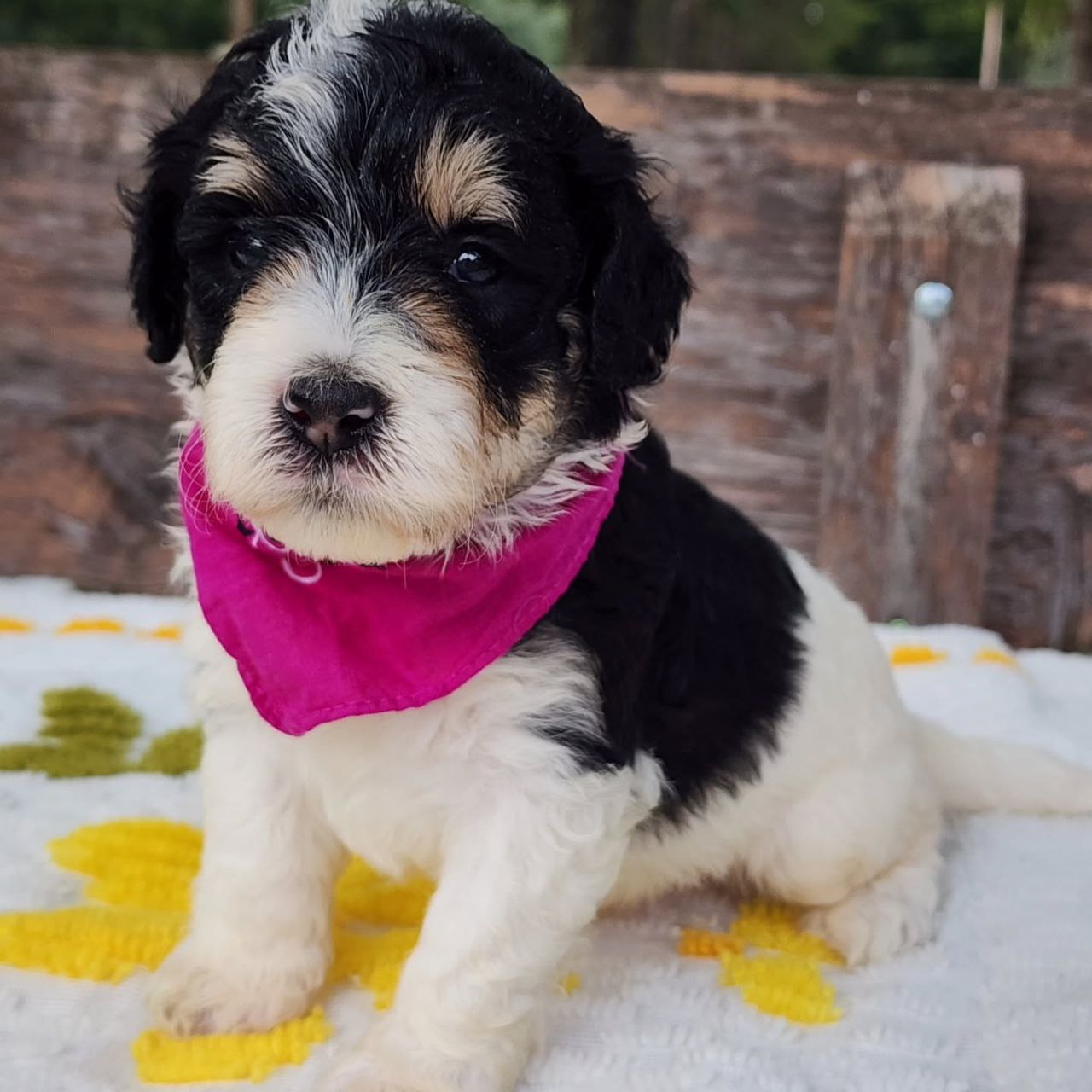 mini bernedoodle puppies for sale near me