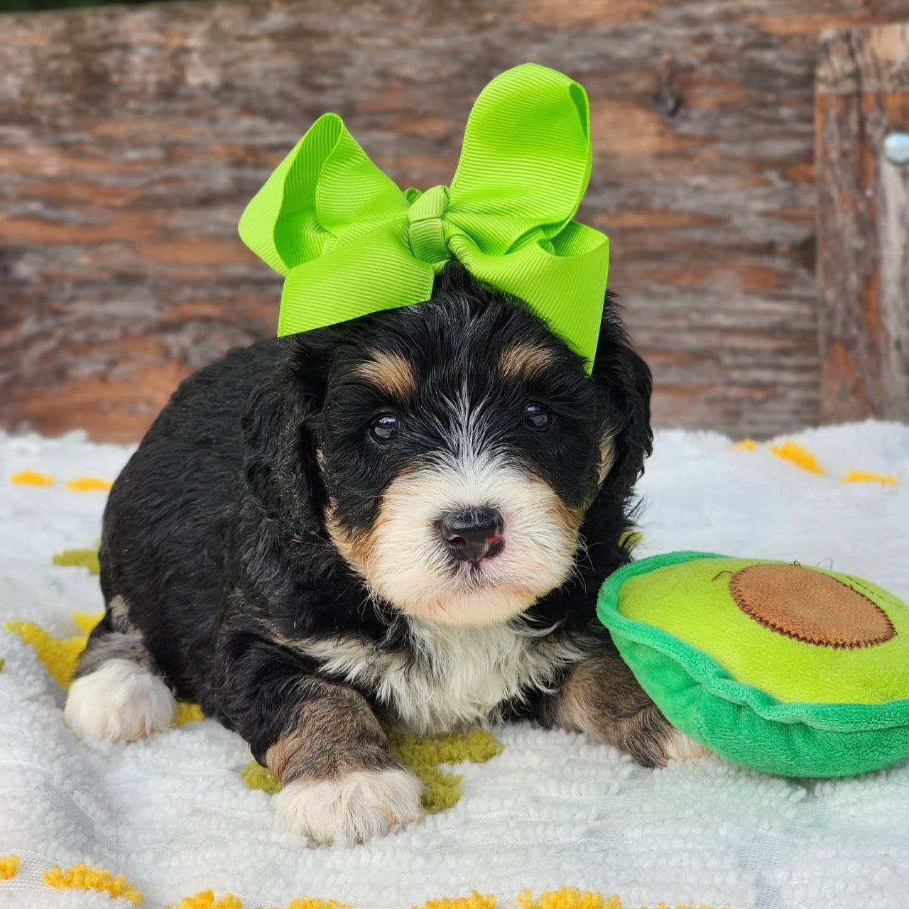 mini bernedoodle puppies for sale in pa