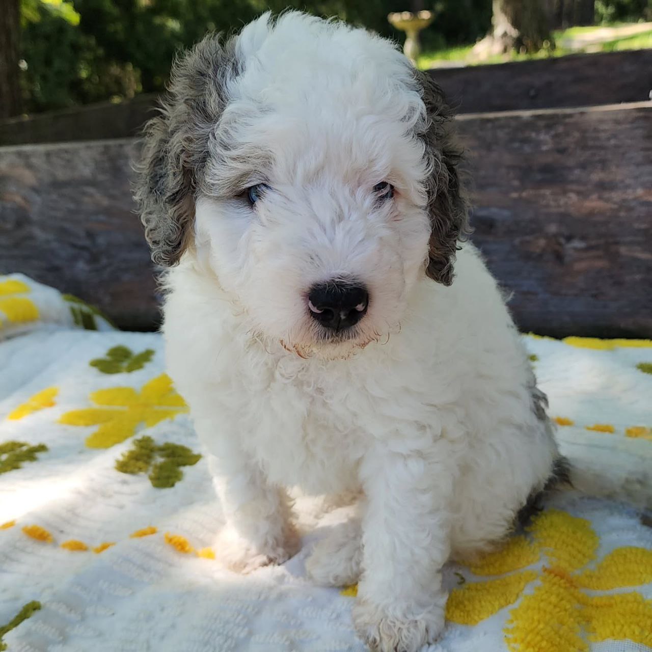 bernedoodle puppies rescue