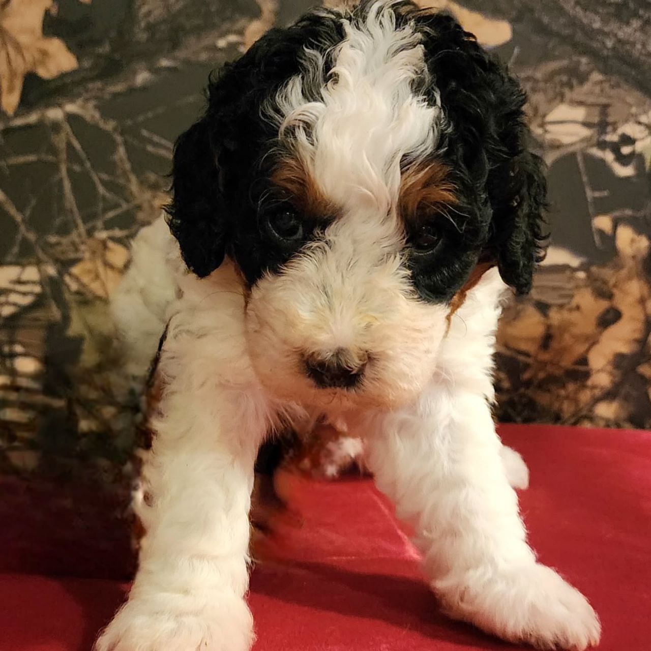 bernedoodle puppies adoption
