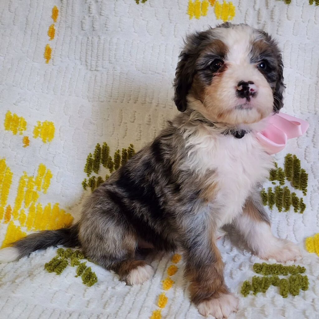 bernedoodle texas
