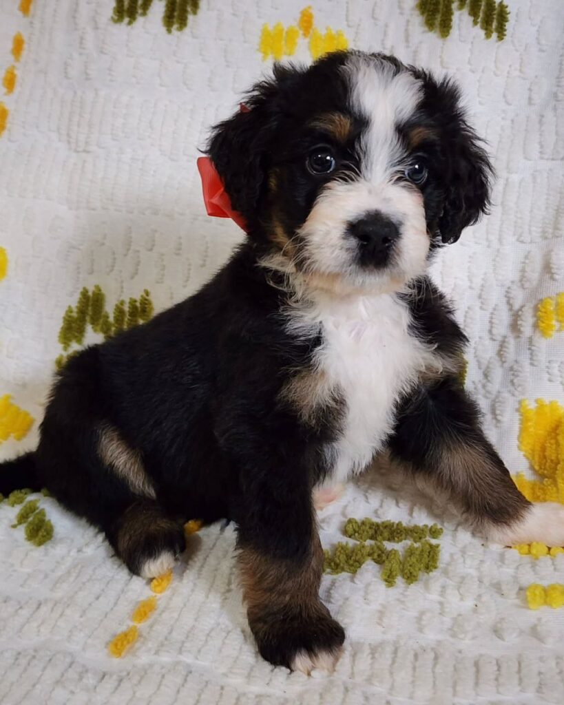 mini bernedoodle texas