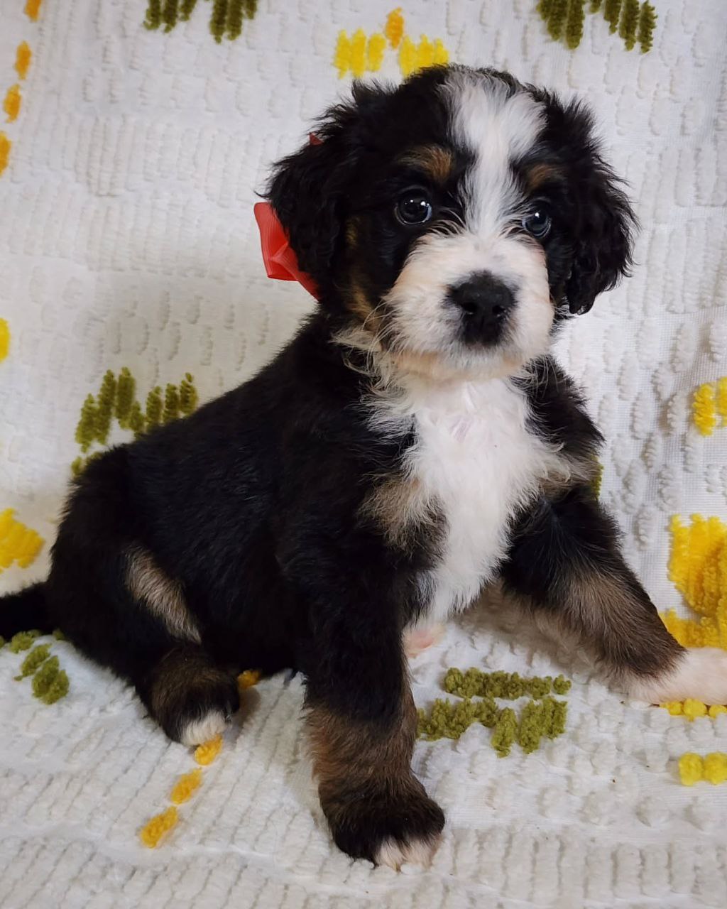 mini bernedoodle texas