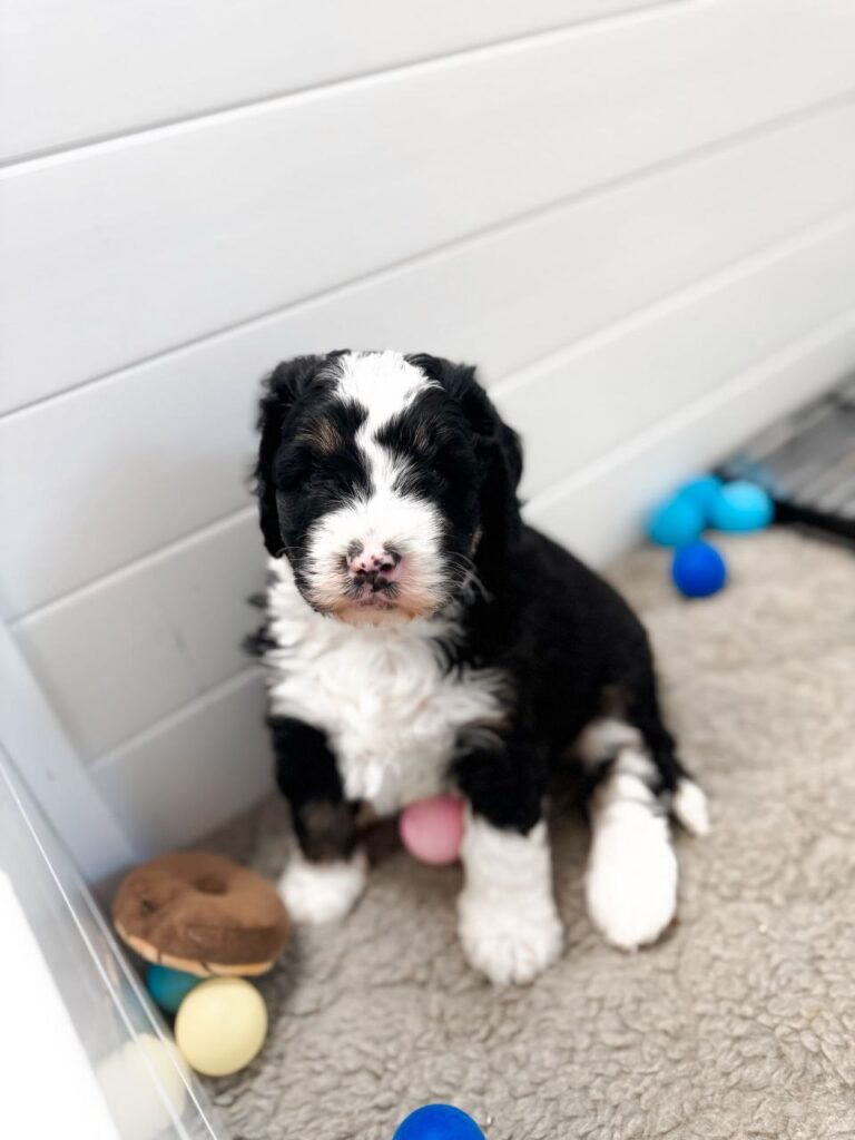 Bernedoodle puppies for sale