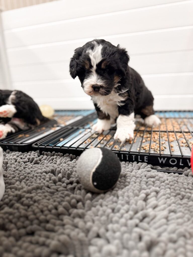 Mini Bernedoodle Puppies