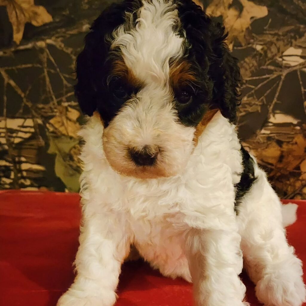 Best Bernedoodle breeders