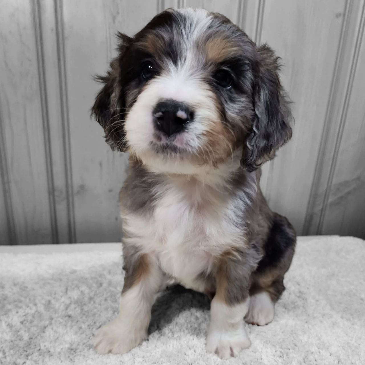 Bernedoodle rehoming