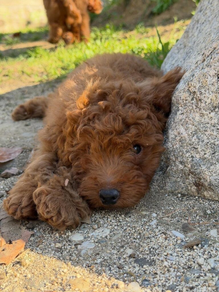 Hypoallergenic doodle breed